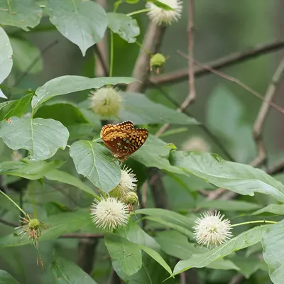 Great spangled fritillary