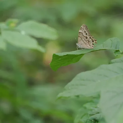 Northern pearly eye