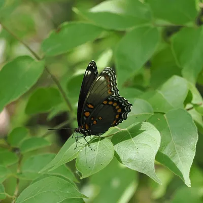 Red-spotted purple