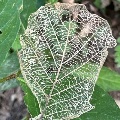 Skeletonized leaf
