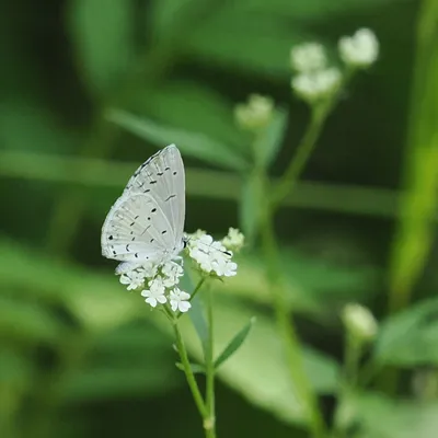 Summer azure